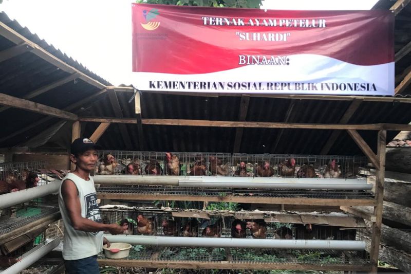 Bantuan ATENSI Kementerian Sosil berupa ayam petelur untuk penjual tisu penggendong anak disabilitas di Kabupaten Pesawaran, Lampung, Rabu (10/5/2023). (ANTARA/Devi Nindy)
