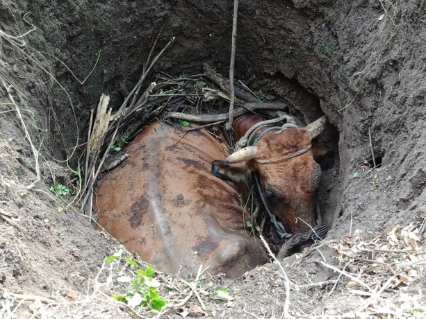 NAHAS: Seekor sapi buntung terjebak dalam lubang di Desa Pohkecik, Kecamatan Dlanggu, Kabupaten Mojokerto, Senin (8/5) pagi. (Yulianto Adi Nugroho/JPRM)