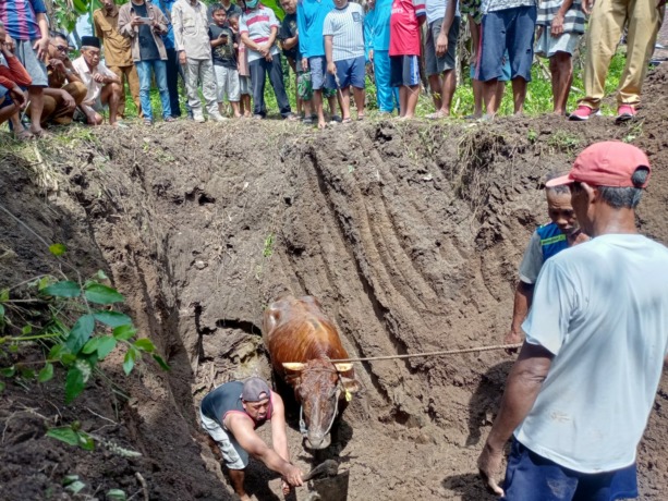TERJEREMBAB: Sapi bunting yang terjebak di bekas sumur dievakuasi petugas Damkar BPBD Kabupaten Mojokerto dibantu warga dan sukarelawan. Sebelumnya, bekas sumur dikeruk dengan alat berat oleh petugas. (8/5/2023). (Adi Nugroho/JPRM)