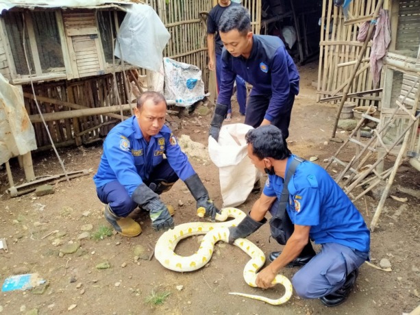 EVAKUASI: Petugas Damkar BPBD Kabupaten Mojokerto menangkap ular piton albino yang berkeliaran di Dusun Dusun Wangunrejo, Desa Windurejo, Kecamatan Kutorejo, Kabupaten Mojokerto, kemarin. (Adi Nugroho/JPRM)