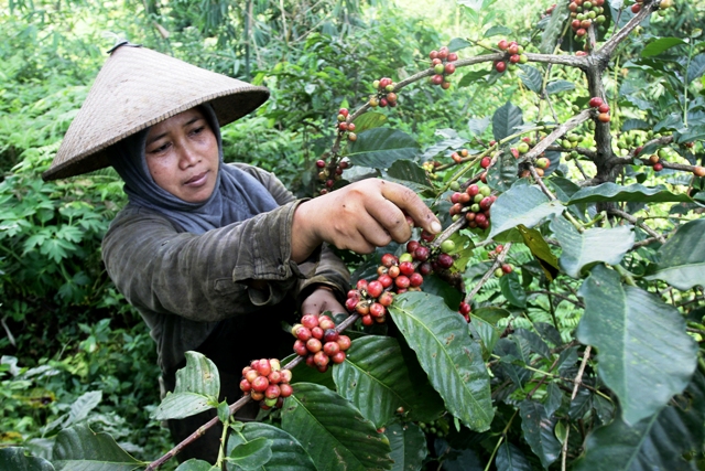 SIMPAN POTENSI: Petani di Kecamatan Trawas saat memanen biji kopi yang ditanam di perkebunan Gunung Penanggungan, Kabupaten Mojokerto. (Sofan Kurniawan/JPRM)