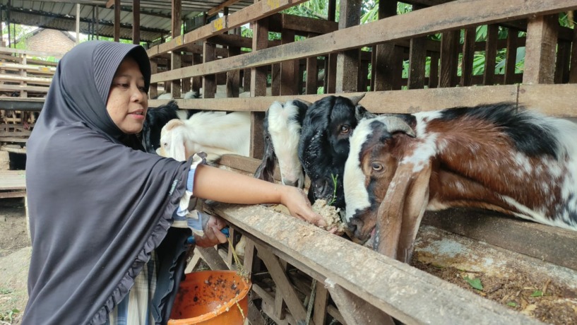 JELANG KURBAN: Mieke Ariyanita memberikan pakan ratusan kambing miliknya, di Desa Panggih, Kecamatan Trowulan, Kabupaten Mojokerto, Senin (29/5). (Moch Chariris/JPRM)