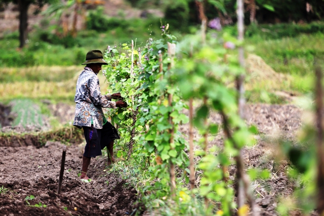 TELITI: Seorang petani memeriksa tanaman gadung di Kecamatan Pacet, Kabupaten Mojokerto, Selasa (30/5) lalu. (Sofan Kurniawan/JPRM)