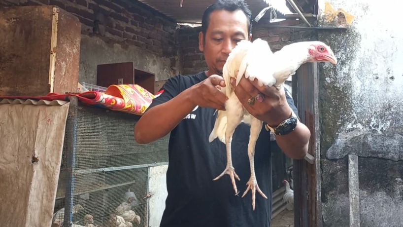 ISTIMEWA: Agus Wahyu Cahyono mengecek kondisi ayam putih tembus miliknya. (Farisma Romawan/JPRM)