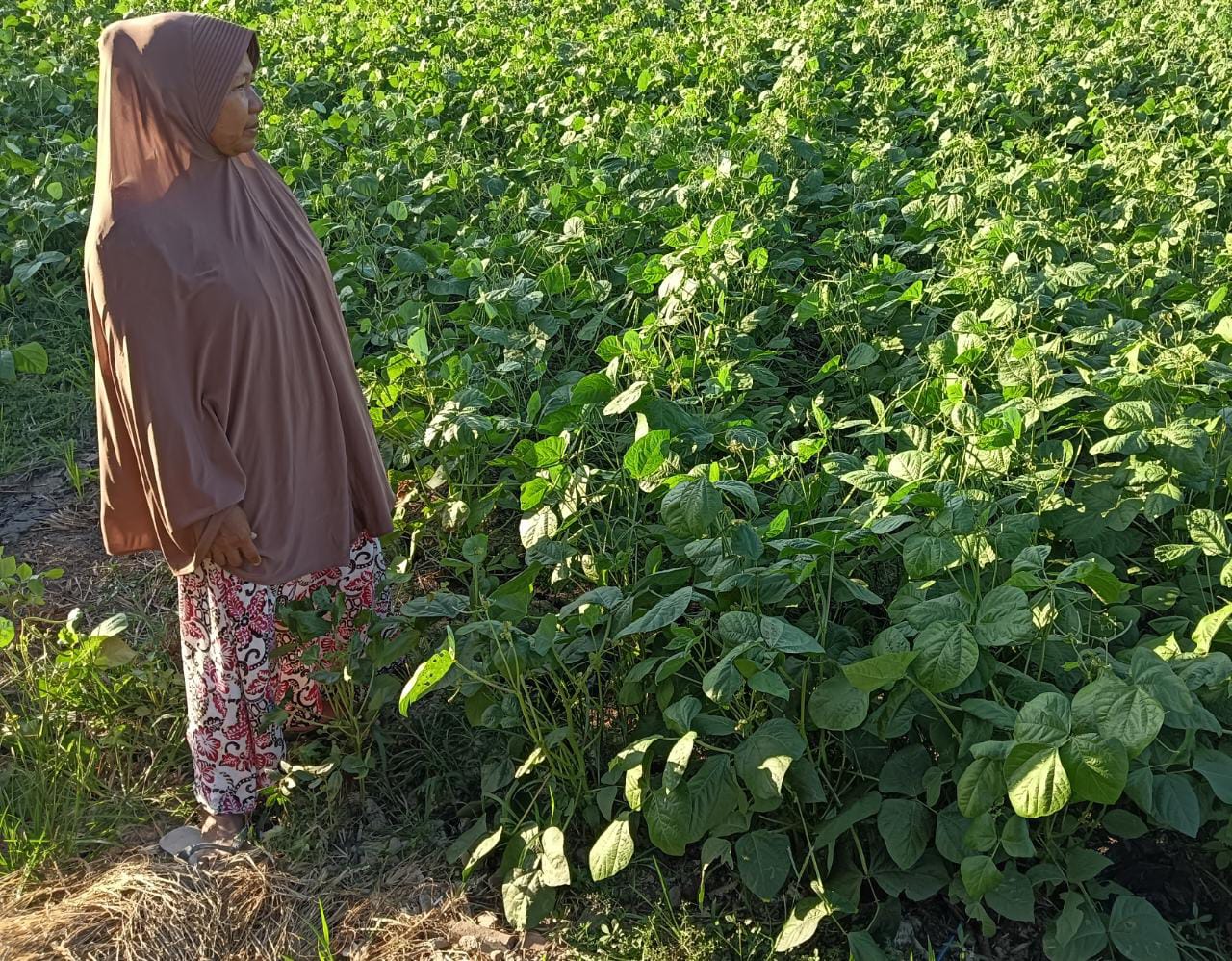 KACANG HIJAU: Petani Dusun Tulung, Desa Tulung, Kecamatan Kedamean mulai menanam kacang hijau di lahan kering masuk musim kemarau.