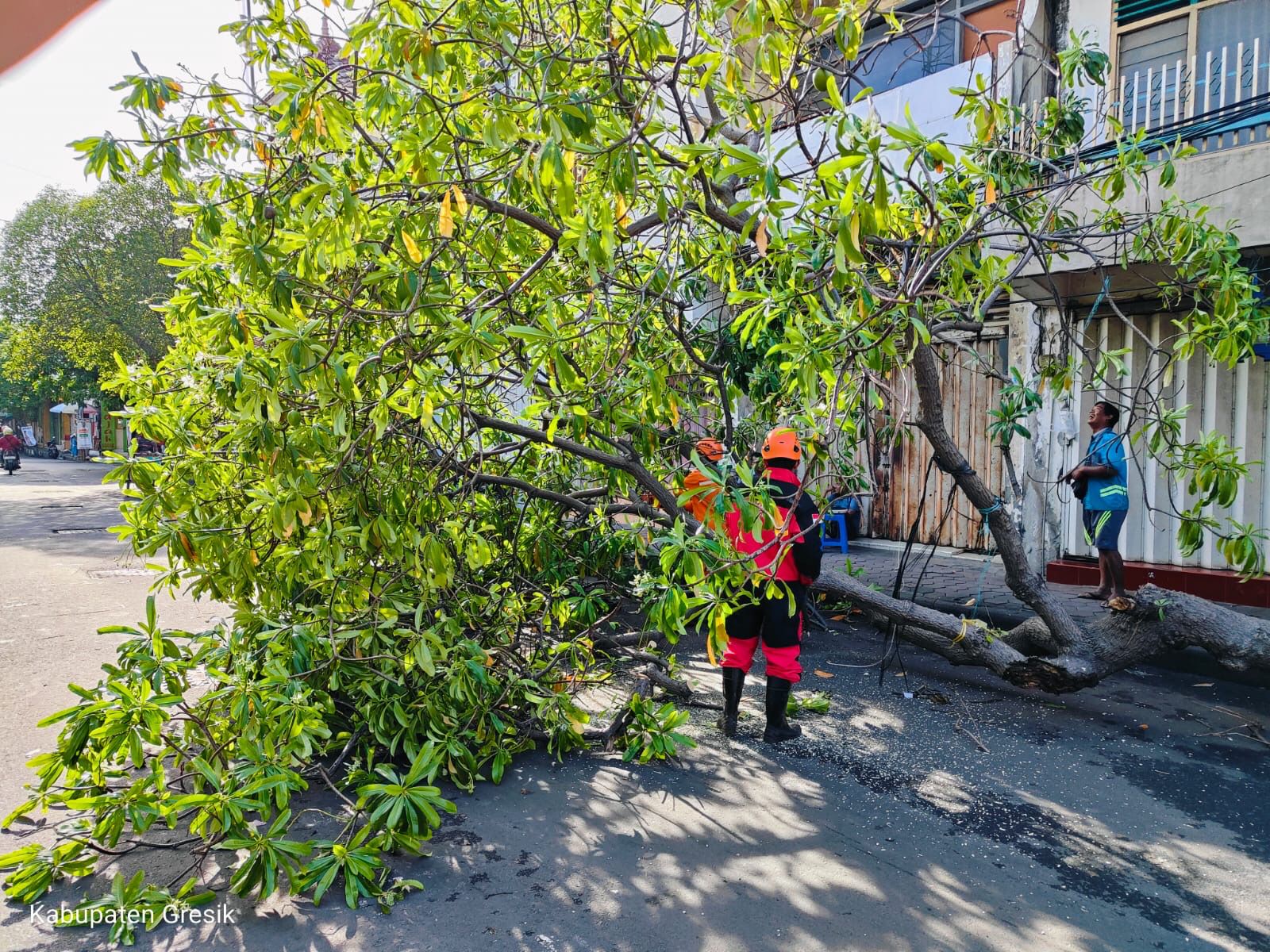 PEMBERSIHAN: Jajaran BPBD Gresik saat melakukan pembersihan pohon tumbang di wilayah Gresik Kota.