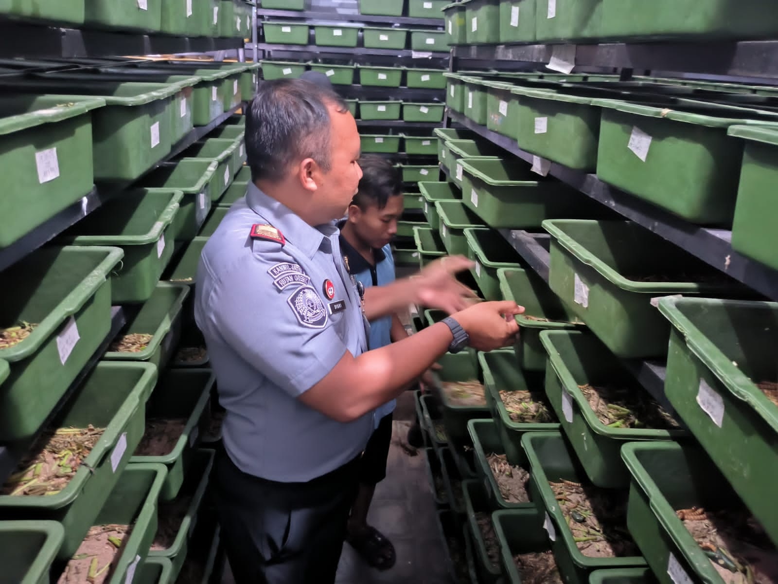 TERNAK ULAT JERMAN: Kepala Rutan Gresik Disri Wulan Agus Tomo mendampingi warga binaan memanen ulat Jerman yang dibudidayakan di dalam Rutan Gresik.