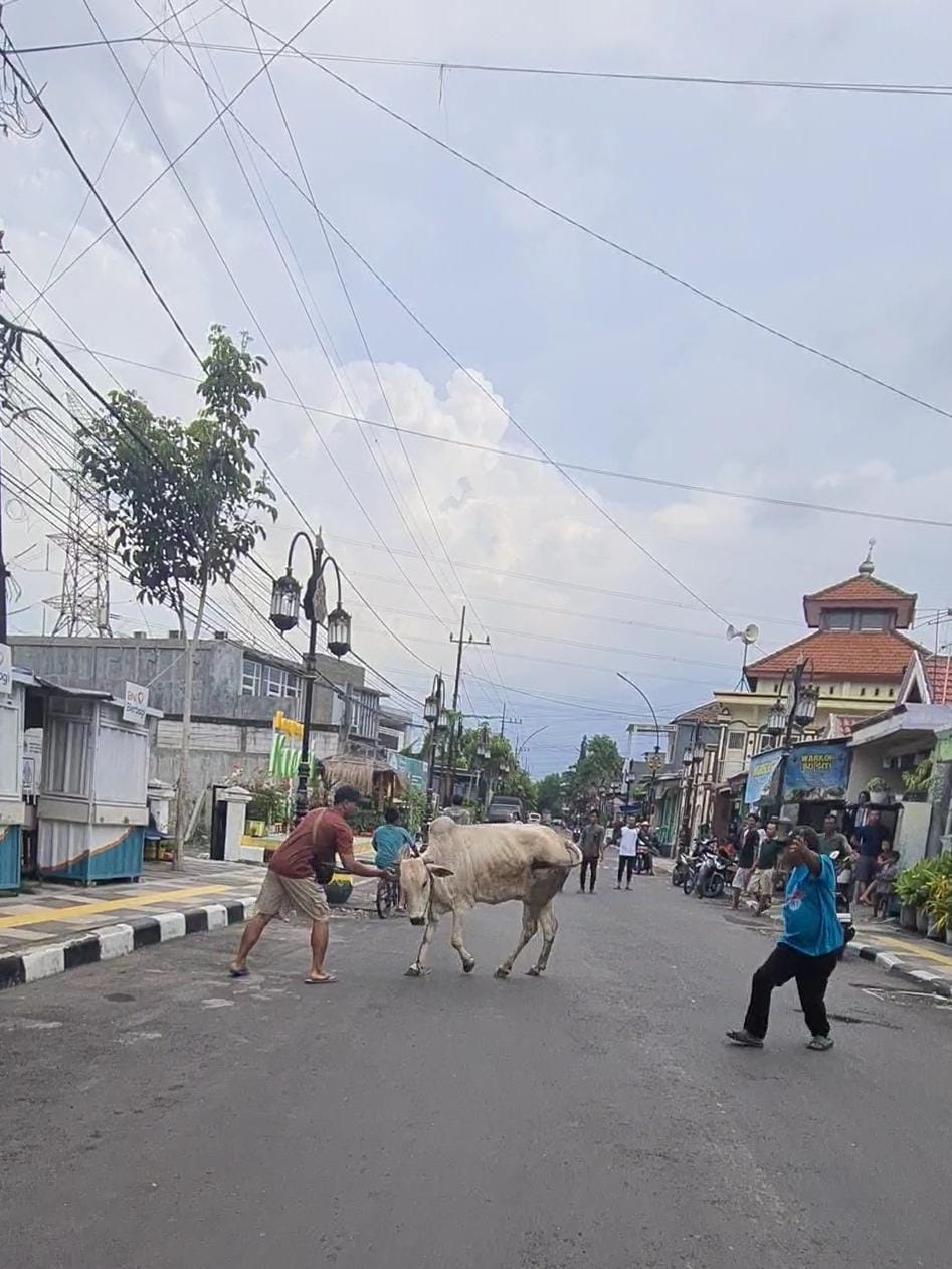 KEJAR-KEJARAN: Warga sedang mengejar sapi yang lepas dari RPH Gresik, kemarin.