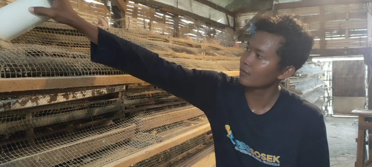 TERNAK BURUNG PUYU: Seorang peternak burung puyu di peternak asal desa Ambeng-Ambeng memberikan pakan burung puyu di Kecamatan Duduksampeyan.