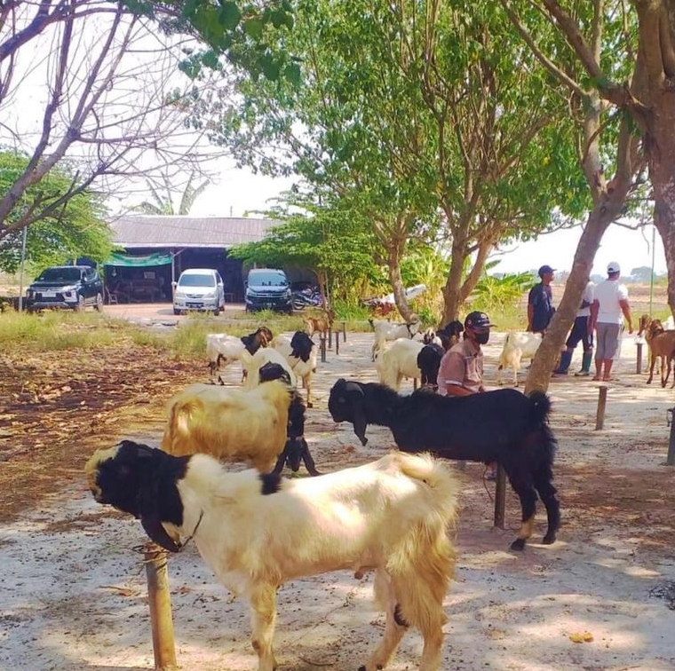KEMBALI BUKA: Dispertan Gresik kembali mengizinkan pasar hewan untuk buka sejak Januari lalu.