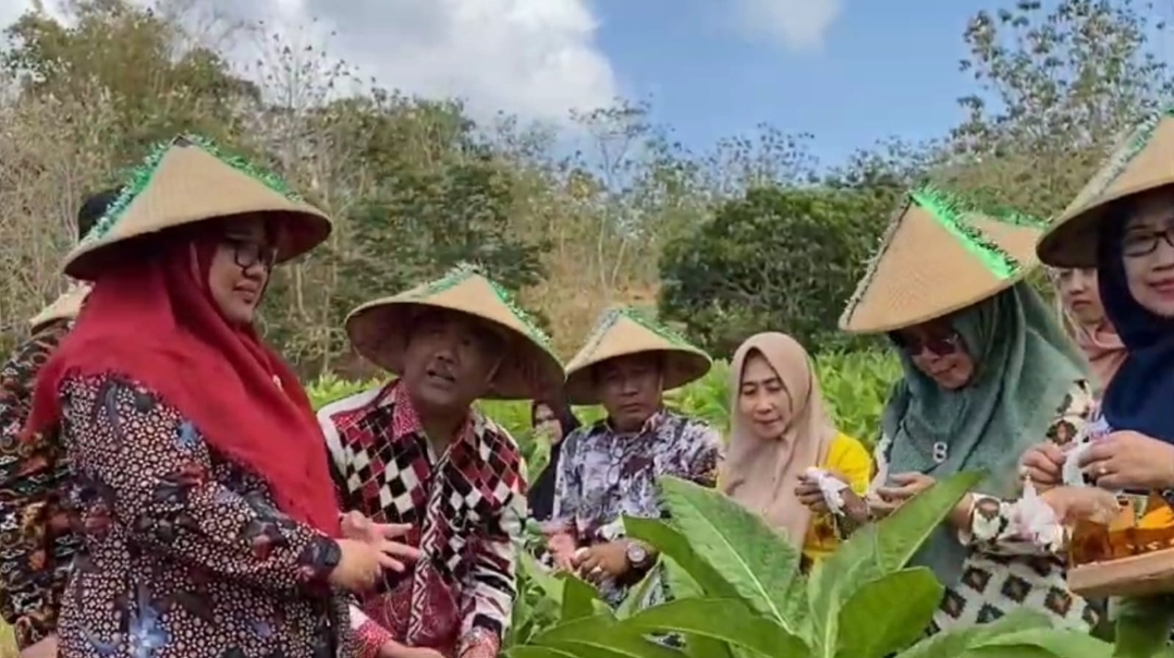 PRODUKTIVITAS MENINGKAT: Wabup Gresik Aminatun Habibah didampingi Kepala Dinas Pertanian Gresik Eko Anandito Putri saat meninjau lokasi budidaya tembakau.