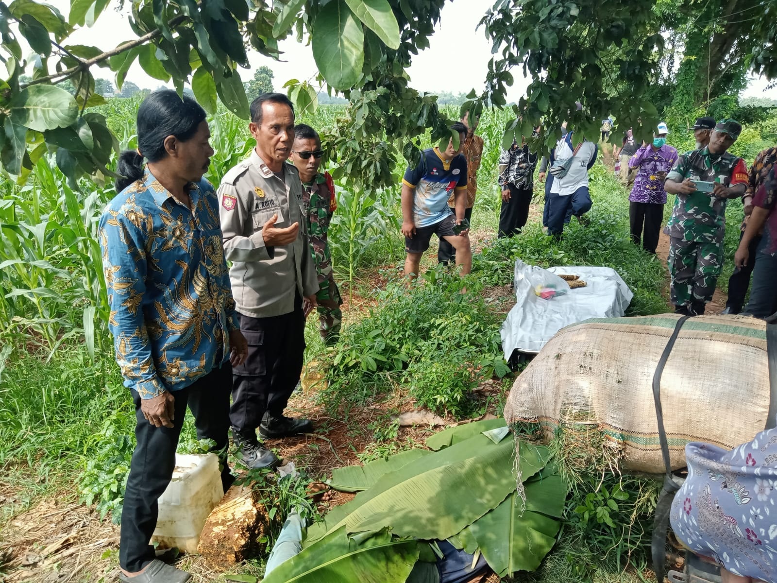 EVAKUASI: Anggota Polsek Ujungpangkah, Gresik, anggota Koramil Ujungpangkah, dibantu tim medis mengevakuasi korban di kebun jagung dan jeruk Kecamatan Ujungpangkah, Gresik.