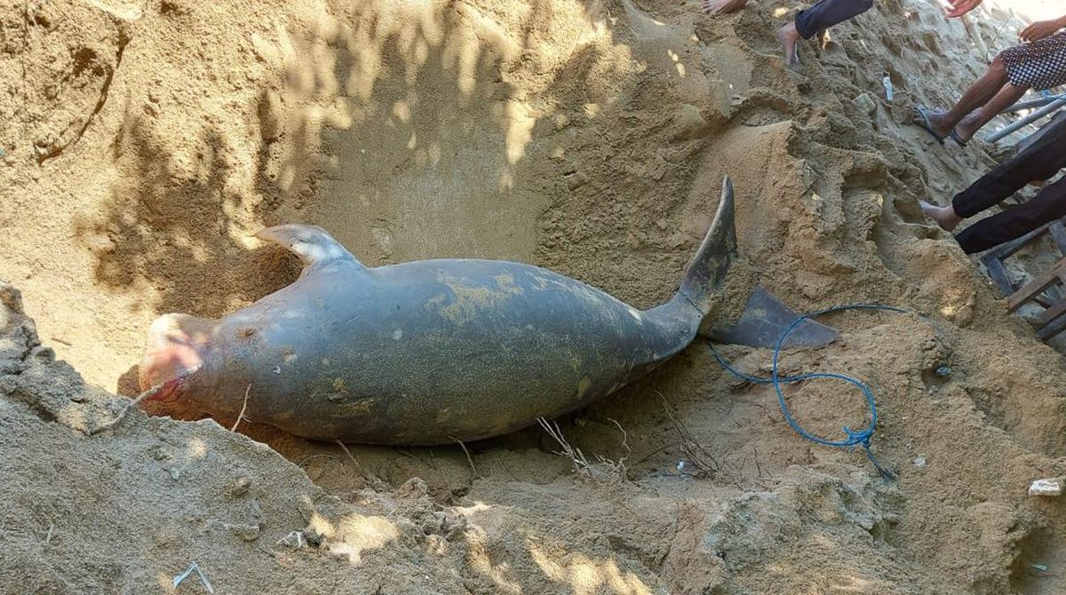 MERANA: Dugong ditemukan terdampar membusuk dan hancur di pesisir Pulau Bawean Gresik.