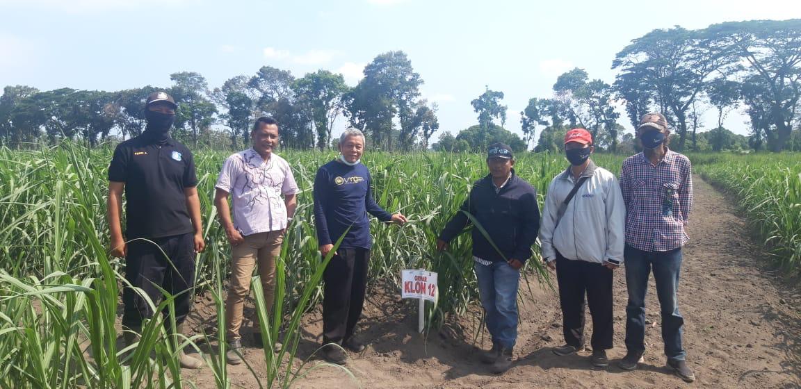 LANGSUNG PENDAMPINGAN: Dosen Prodi Agroteknologi Fakultas Pertanian Universitas Muhammadiyah Gresik (UMG) Prof. Dr.Ir. Setyo Budi., MS memberikan Pelatihan Pembuatan dan pengembangan bibit unggul.