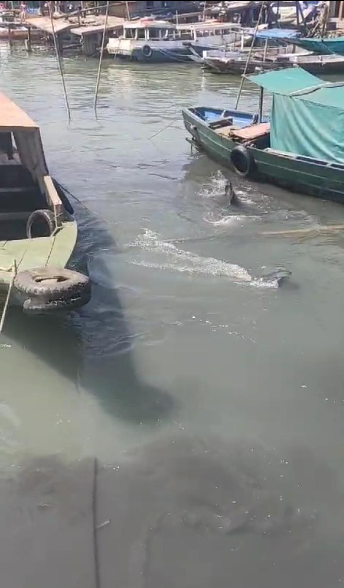 MUNCUL DI PINGGIR: Seekor ikan hiu tutul terlihat berenang di perairan sekitar dermaga Kelurahan Kroman, Kecamatan Gresik.