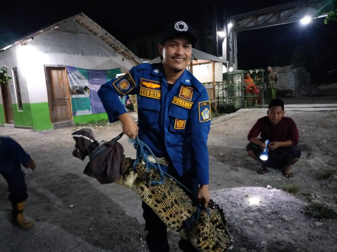 EVAKUASI: Petugas Damkarla Gresik mengevakuasi buaya di salah satu pondok pesantren, Sahabat Karomah Alquran (Sakur) Desa Banyuurip, Kecamatan Ujungpangkah, Gresik.