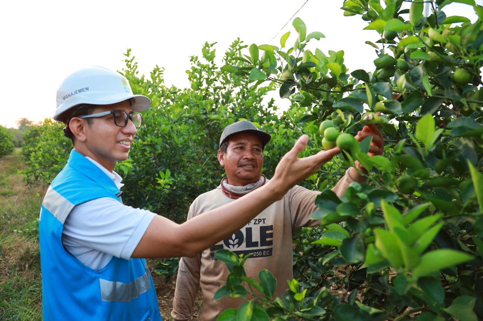 Panen Meningkat : Petani Jeruk Nipis Gresik, Happy Syaifullah (kanan) menceritakan manfaat menjadi pelanggan program Electrying Agriculture PLN kepada Direktur Pengembangan Bisnis dan Niaga PT PLN