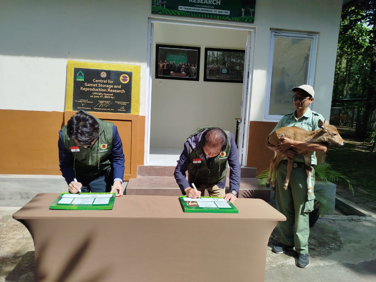 Unik : Sapi bernama Sakura digendong oleh salah satu petugas Satwa Taman Safari Prigen (kanan).