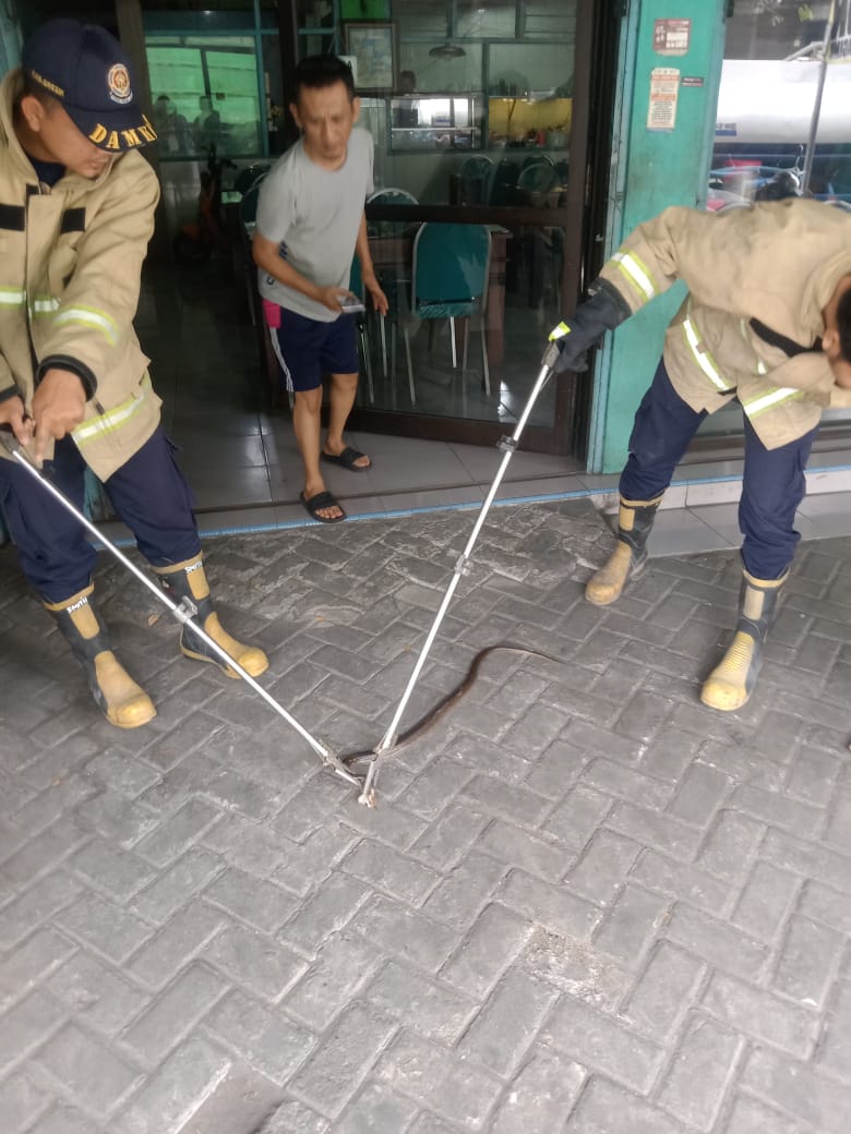 DIEVAKUASI: Anggota Damkarla Gresik melakukan evakuasi seekor ular cobra di rumah Zein salah satu warga di&nbsp; Jalan Raya Pertigaan Morowudi no. 243 Desa Morowudi, Kecamatan Cerme.