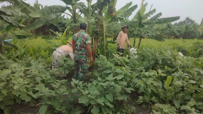 TURUN LANGSUNG : Serda Endra Babinsa Koramil 0817/12 Sidayu turun langsung saat memberikan pendampingan petani terong di Desa Gedangan, Kecamatan Sidayu.