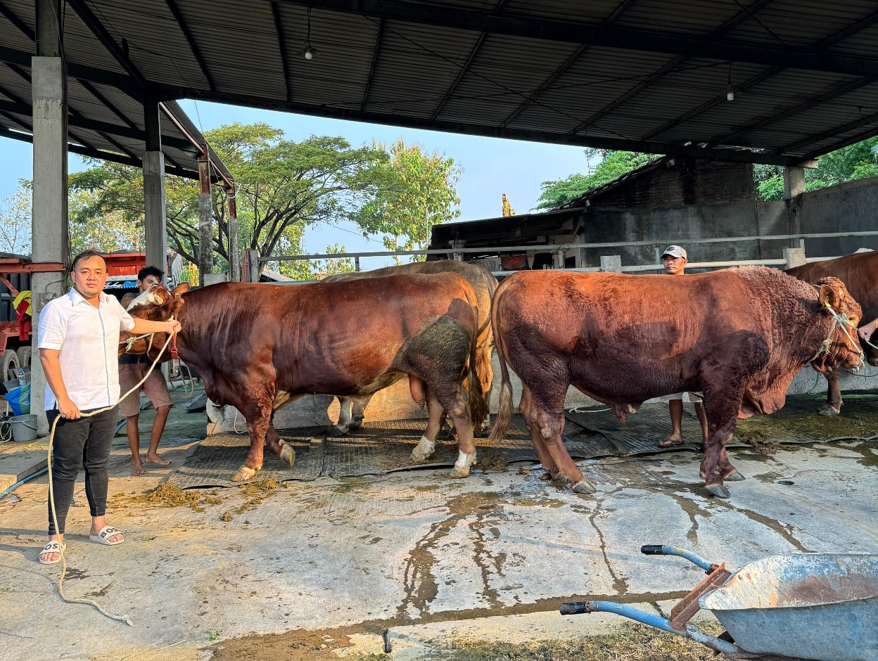 Beebagi : Muhammad Rizaldi Saputra, Anggota DPRD Gresik peraih suara terbanyak pada pemilu 2024 berkurban 7 ekor sapi monster dan 40 ekor kambing pada momen idul Adha 1445 H.