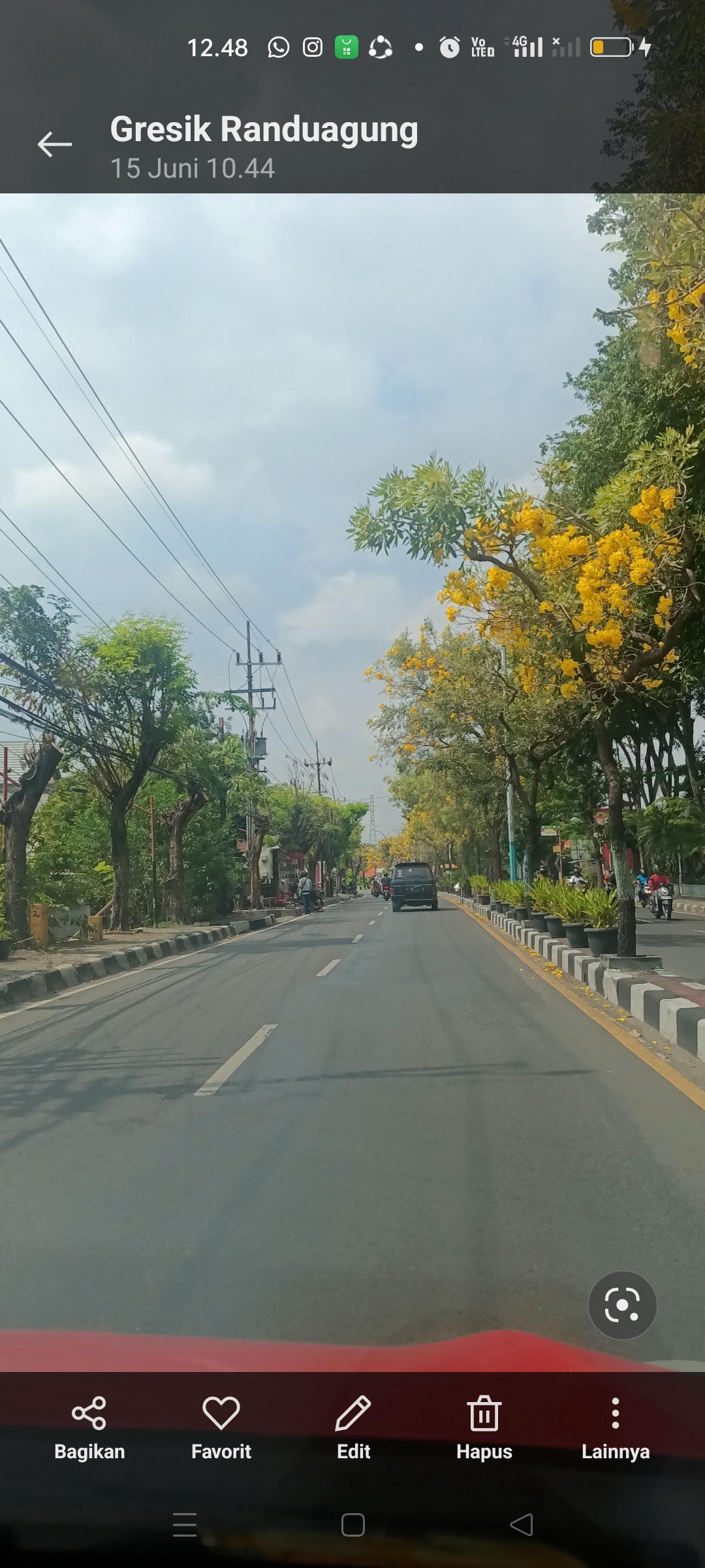 Keindahan bunga Tabebuya yang bermekaran menghiasi Jalan Wahidin Sudirohusodo, Gresik