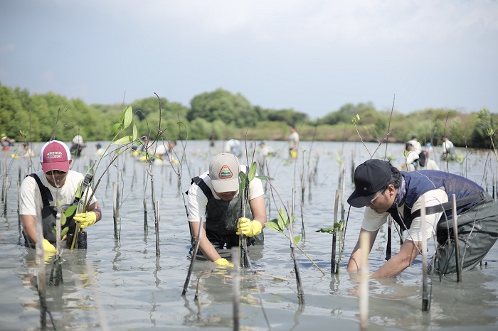 PENGHIJAUAN: Karyawan Smelter PTFI melakukan penanaman mangrove di Kalimireng, Desa Manyar Sidomukti, Sabtu (29/6).