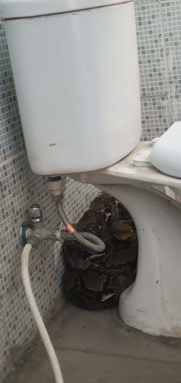 SEMBUNYI PINGGIR TOILET: Ular piton sedang sembunyi di belakang toilet PT Barata.