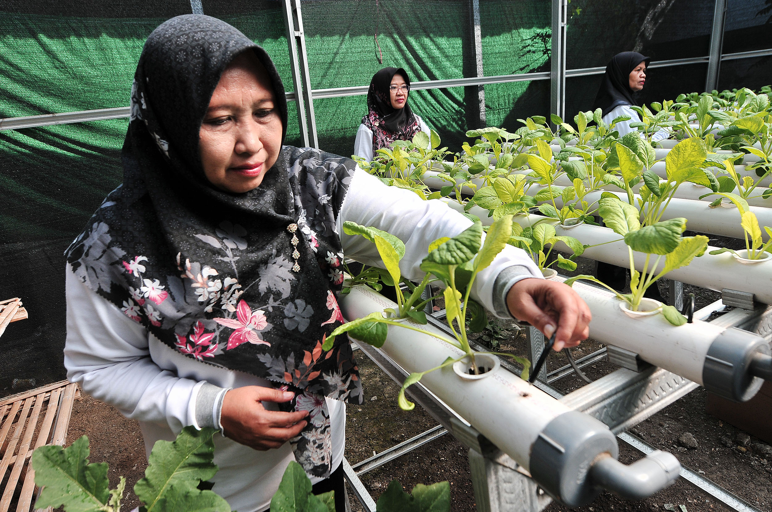 BERKEBUN: Dalam kesehariannya, Indah menghabiskan waktu untuk berkebun di Kebun Pemulihan.