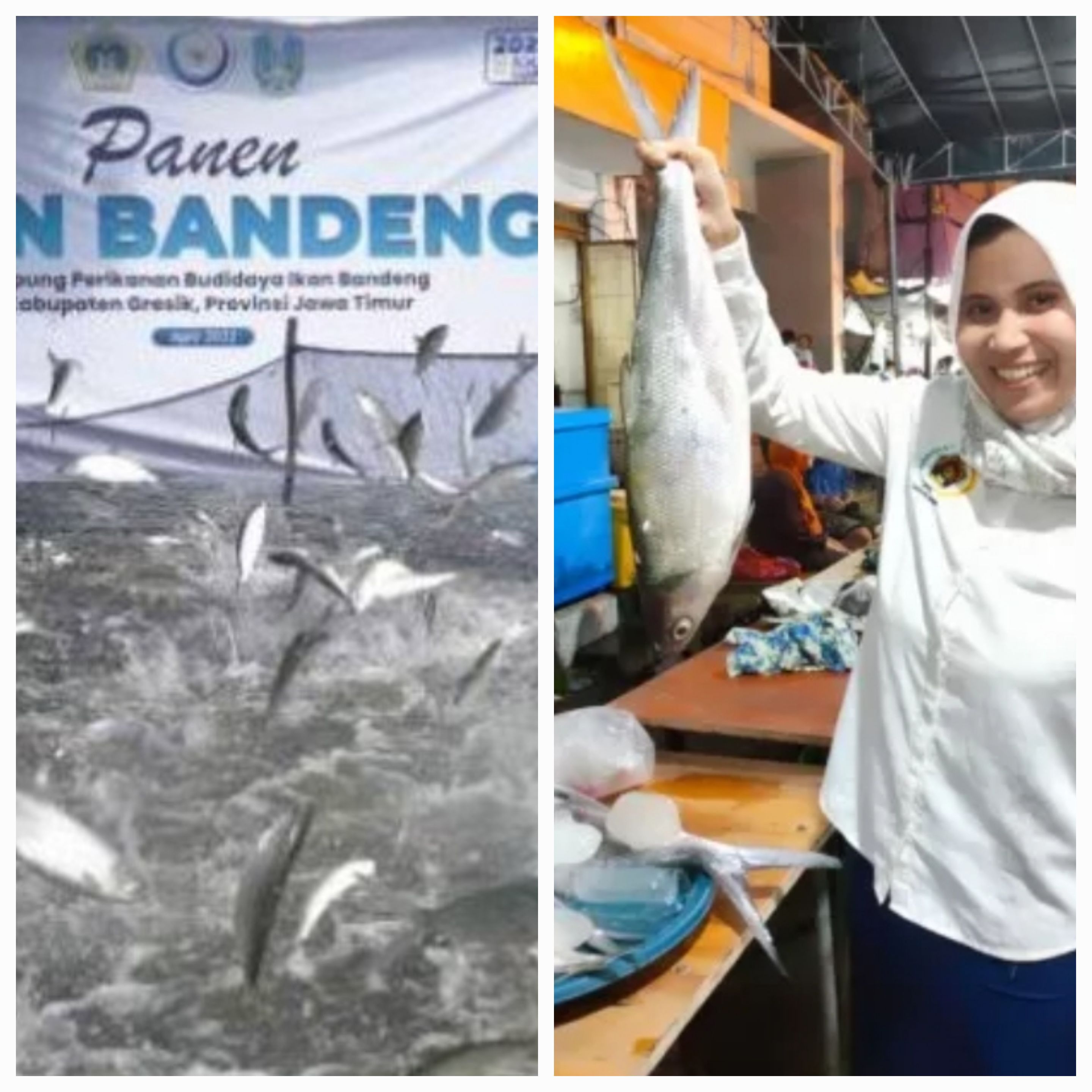 Kabupaten Gresik ternyata menjadi penghasil ikan budidaya terbesar di Jawa Timur setelah Kabupaten Sumenep.