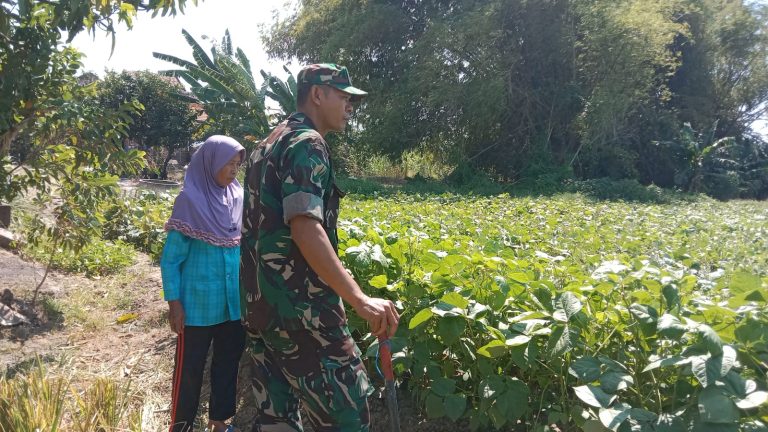 PENGECEKAN: Serda Tarman Babinsa Koramil Sidayu bersama petani binaan melakukan pemantauan serta pengecekan pertumbuhan tanaman kacang hijau di Desa Sambipondok, Kecamatan Sidayu
