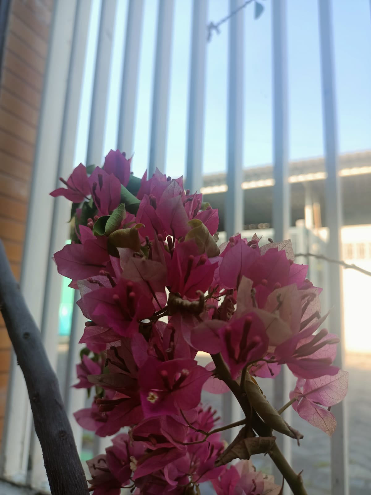 CERAH: Cuaca cerah di Gresik membuat bunga bermekaran.