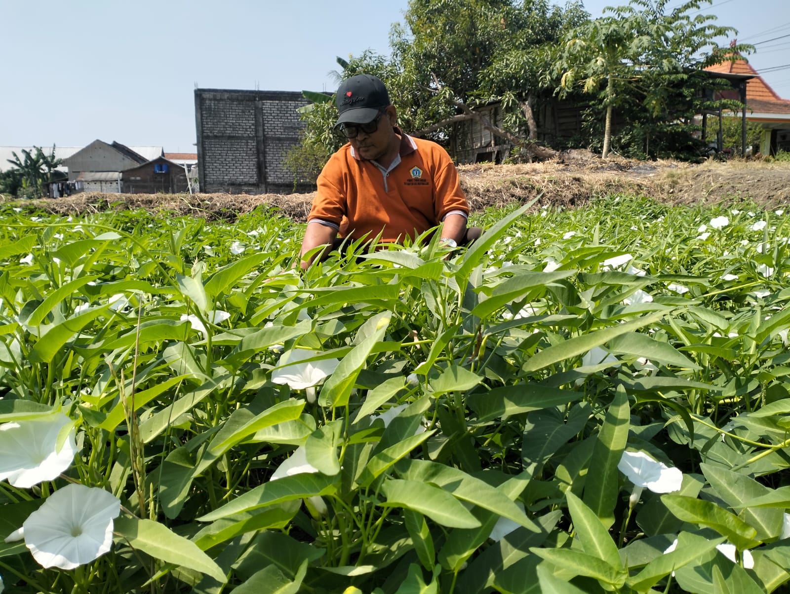 PERALIHAN: Terus mengering petani di Balongpanggang pilih tanam kangkung yang tidak membutuhkan air banyak