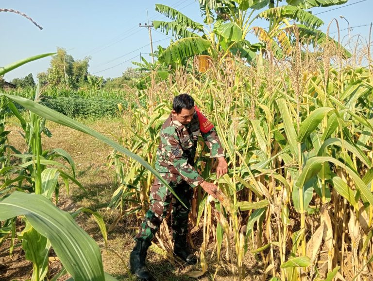 PANEN JAGUNG : Serma Sutomo Babinsa Koramil 0817/12 Sidayu saat membantu petani memanen jagung di Desa Wadeng, Kecamatan Sidayu.