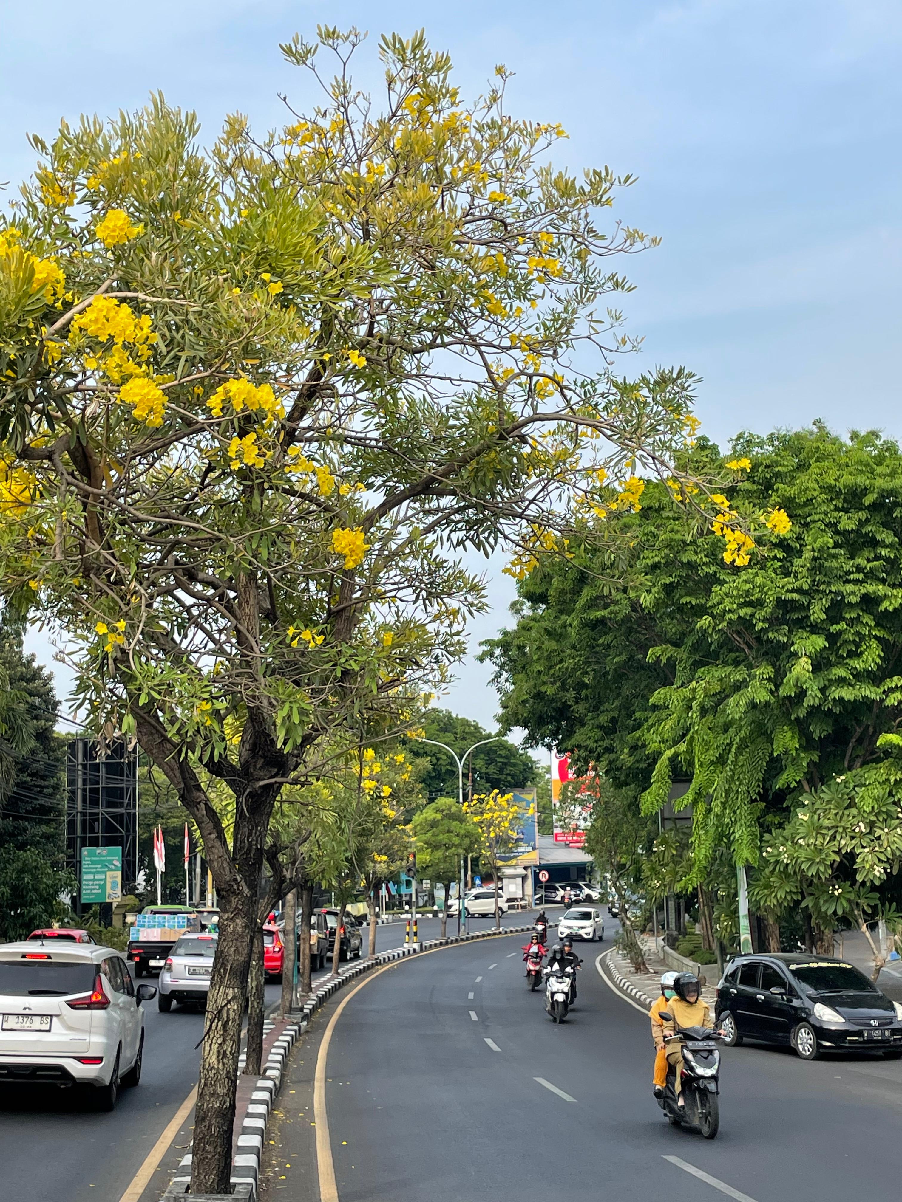Nuansa Musim Semi Warnai Sepanjang Jalan Gresik