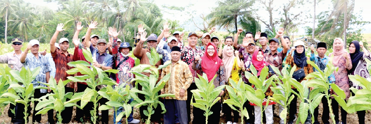 Dukung Pertanian : Plt Bupati Gresik Hj Aminatun Habibah bersama jajarannya saat panen tembakau di pulau bawean.