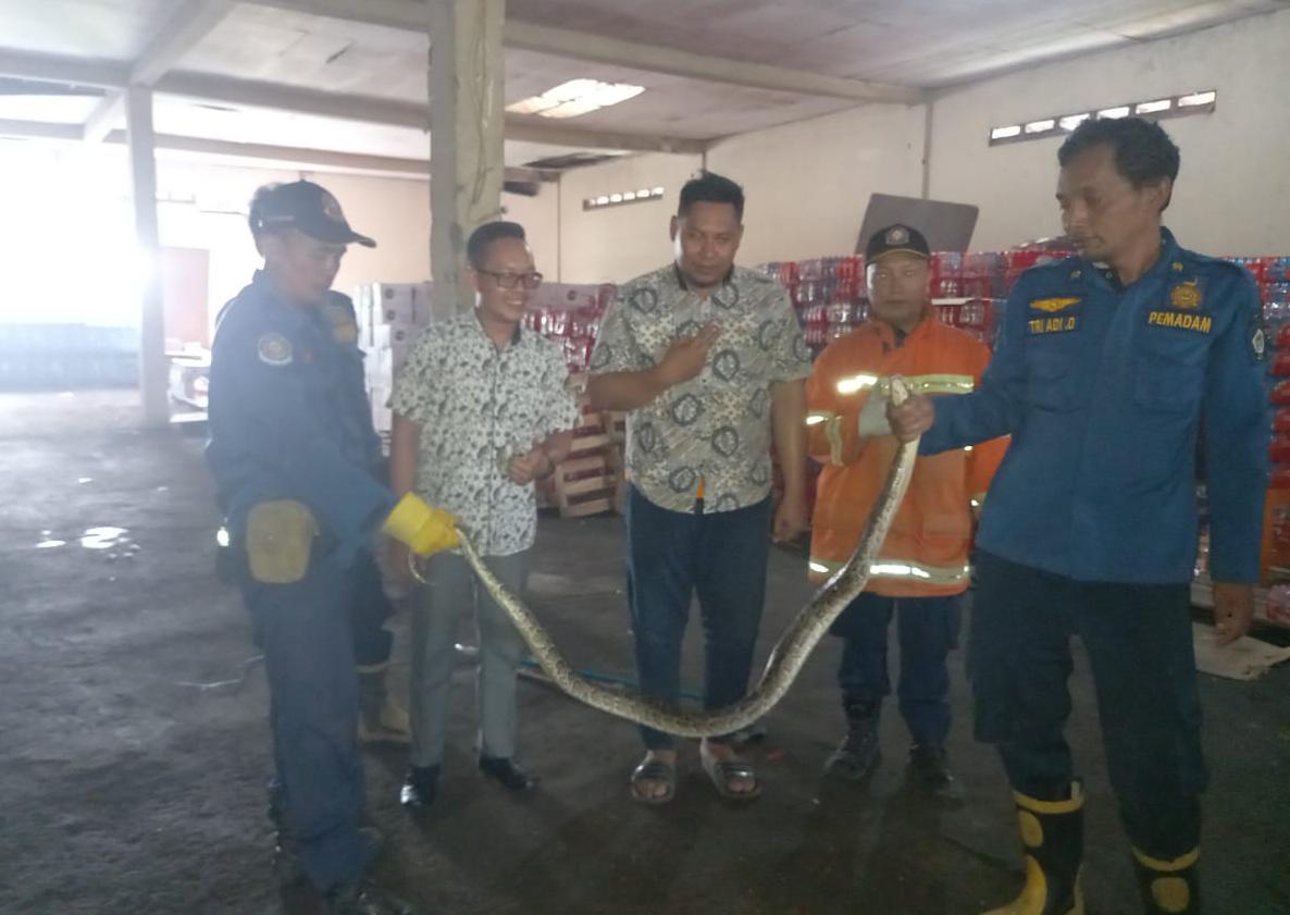 EVAKUASI: Petugas Damkarla Gresik saat mengevakuasi Ular Piton di gudang Depo air Cleo di Jalan Raya Nasional 17 Manyar, Desa Banyuwangi, Kecamatan Manyar, Kabupaten Gresik.