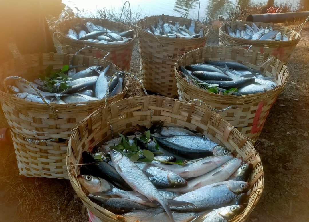 ANJLOK: Para petani ikan Bandeng mengeluh turnya harga ikan di pasaran saat panen melimpah.