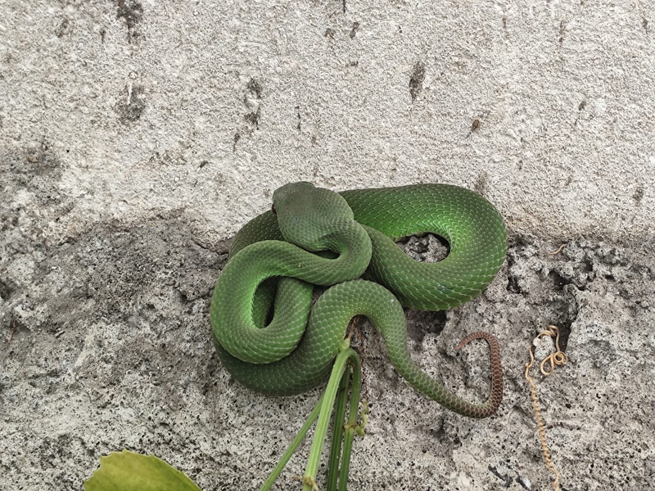 EVAKUASI : Petugas Damkarla Kabupaten Gresik saat mengevakuasi ular Viper yang sangat berbisa di Puskesmas Pembantu Giri Jalan Sunan Prapen 56, Kecamatan Kebomas, Gresik.