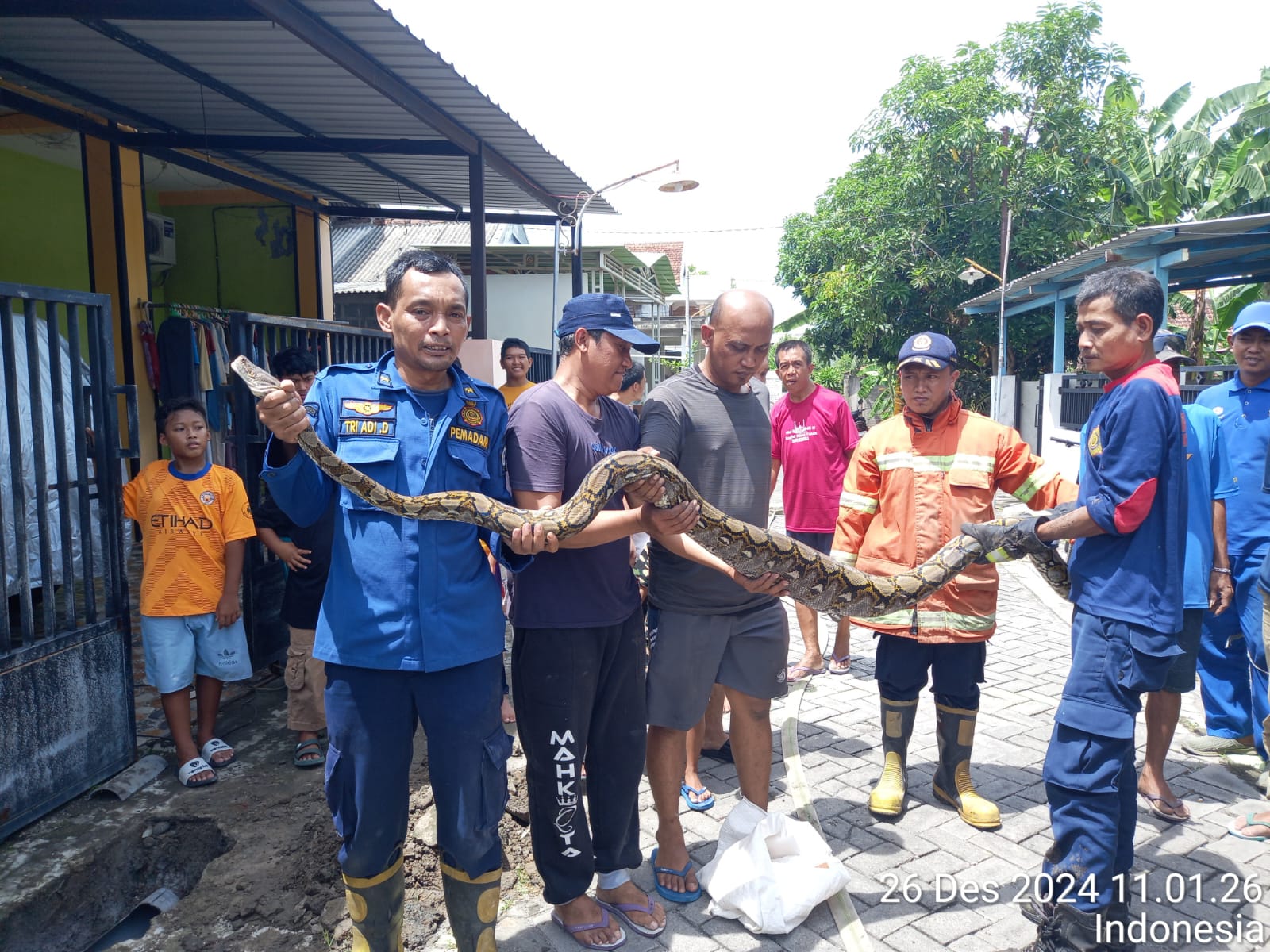 EVAKUASI : Petugas Damkarla Kabupaten Gresik saat mengevakuasi ular piton jenis Sanca sepanjang sekitar 5 meter di Gang Arwana 15, Dusun Srembi, Desa Kembangan, Kecamatan Kebomas, Kabupaten Gresik.