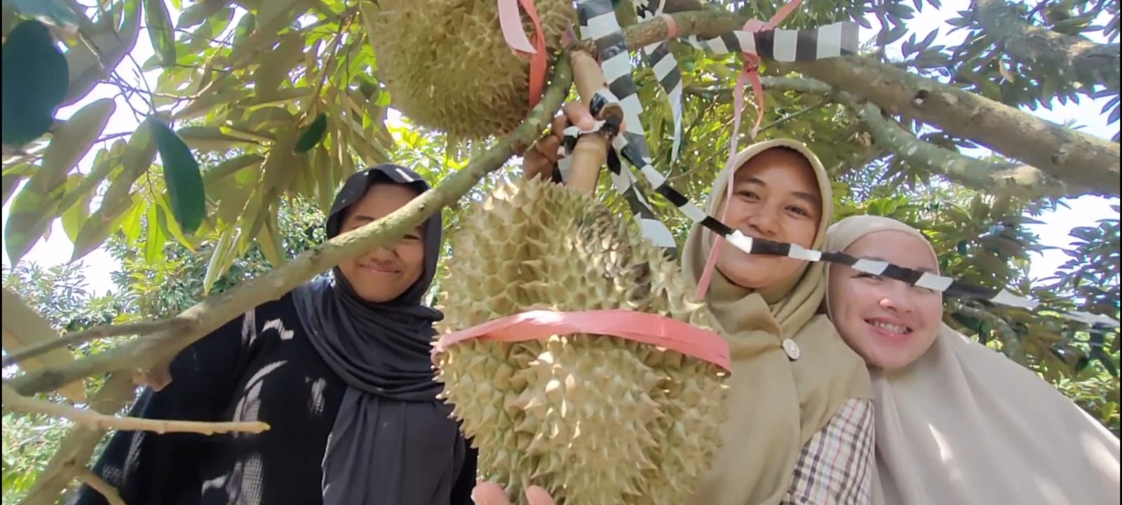 PETIK LANGSUNG : Para pengunjung saat memetik sendiri buah durian Montong di Desa Pangkah Wetan, Kecamatan Ujungpangkah, Kabupaten Gresik.