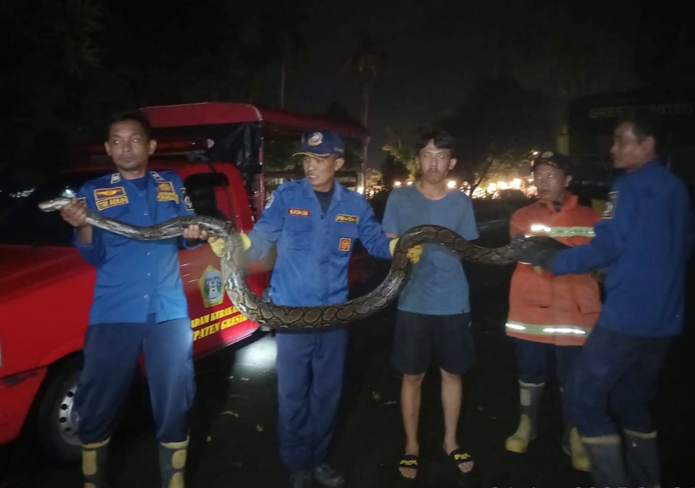EVAKUASI: Petugas Damkarla Kabupaten Gresik saatbmelakukan evakuasi ular piton di area mess pemain Gresik United di Jalan Awikoen A-7 Perumahan Dinas PT Semen Indonesia, Kecamatan Kebomas, Gresik.