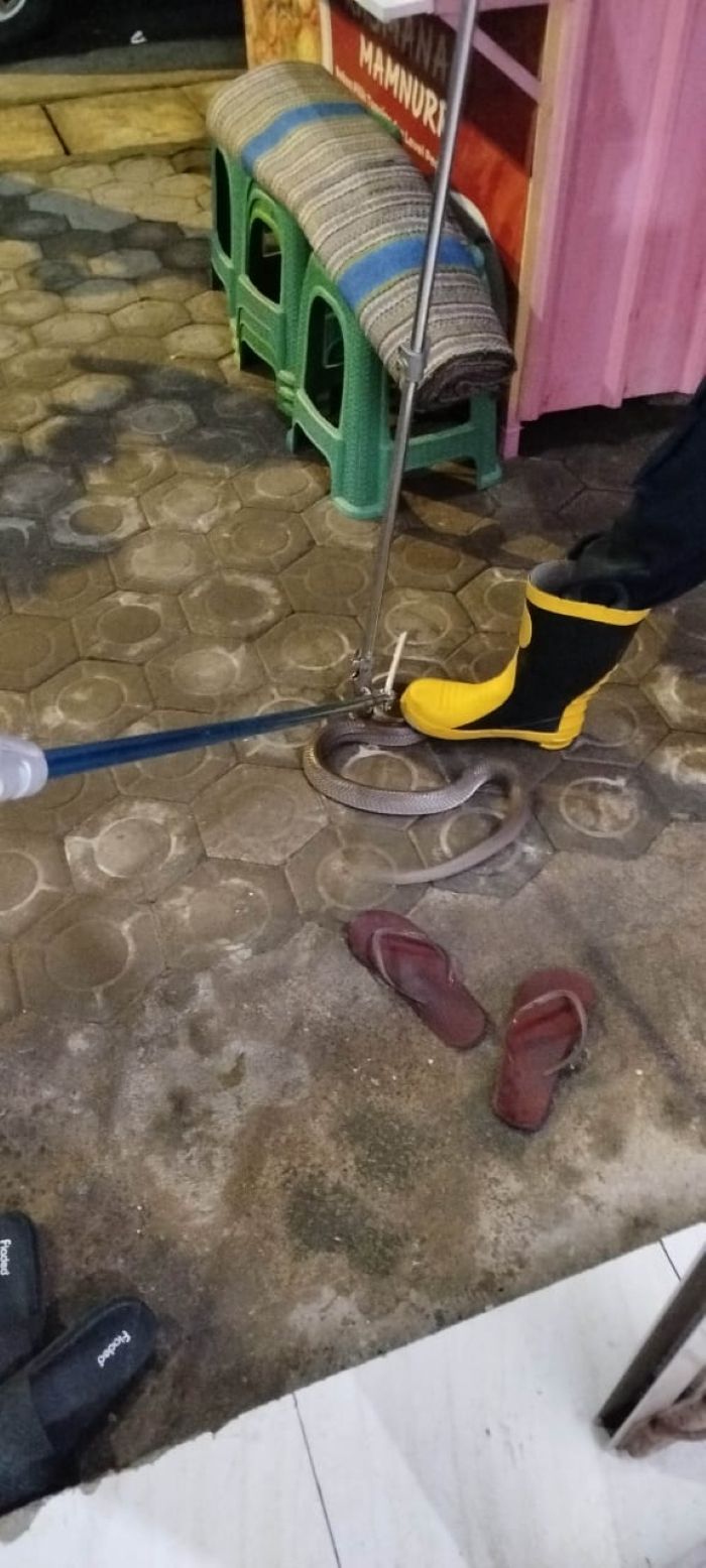 DIEVAKUASI: Petugas Damkar Kabupaten Gresik saat melakukan evakuasi ular berbisa jenis cobra yang berada di dalam tandon rumah di Jalan Bogomiring Desa Dungus, Kecamatan Cerme, Kabupaten Gresik