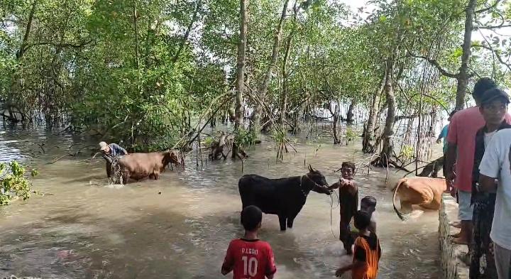 TRADISI RASOL: Warga Pulau Bawean Lestarikan Tradisi Memandikan Sapi di Laut