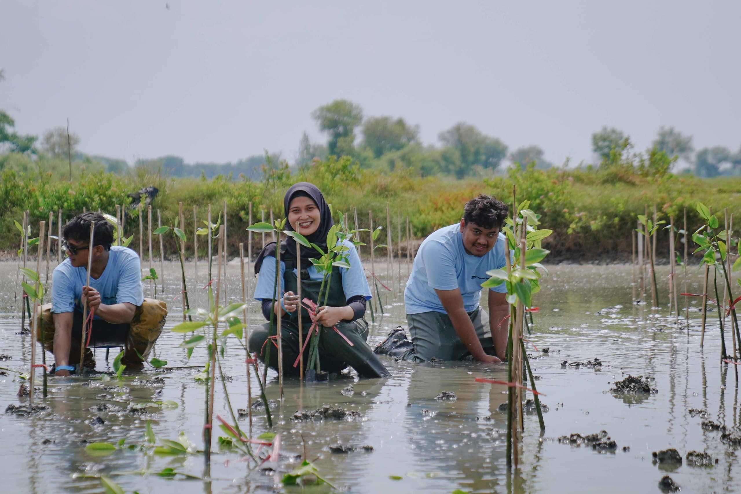 Jaga Ekosistem : PT Freeport Indonesia melakukan penanaman 50.000 mangrove di pesisir Gresik.