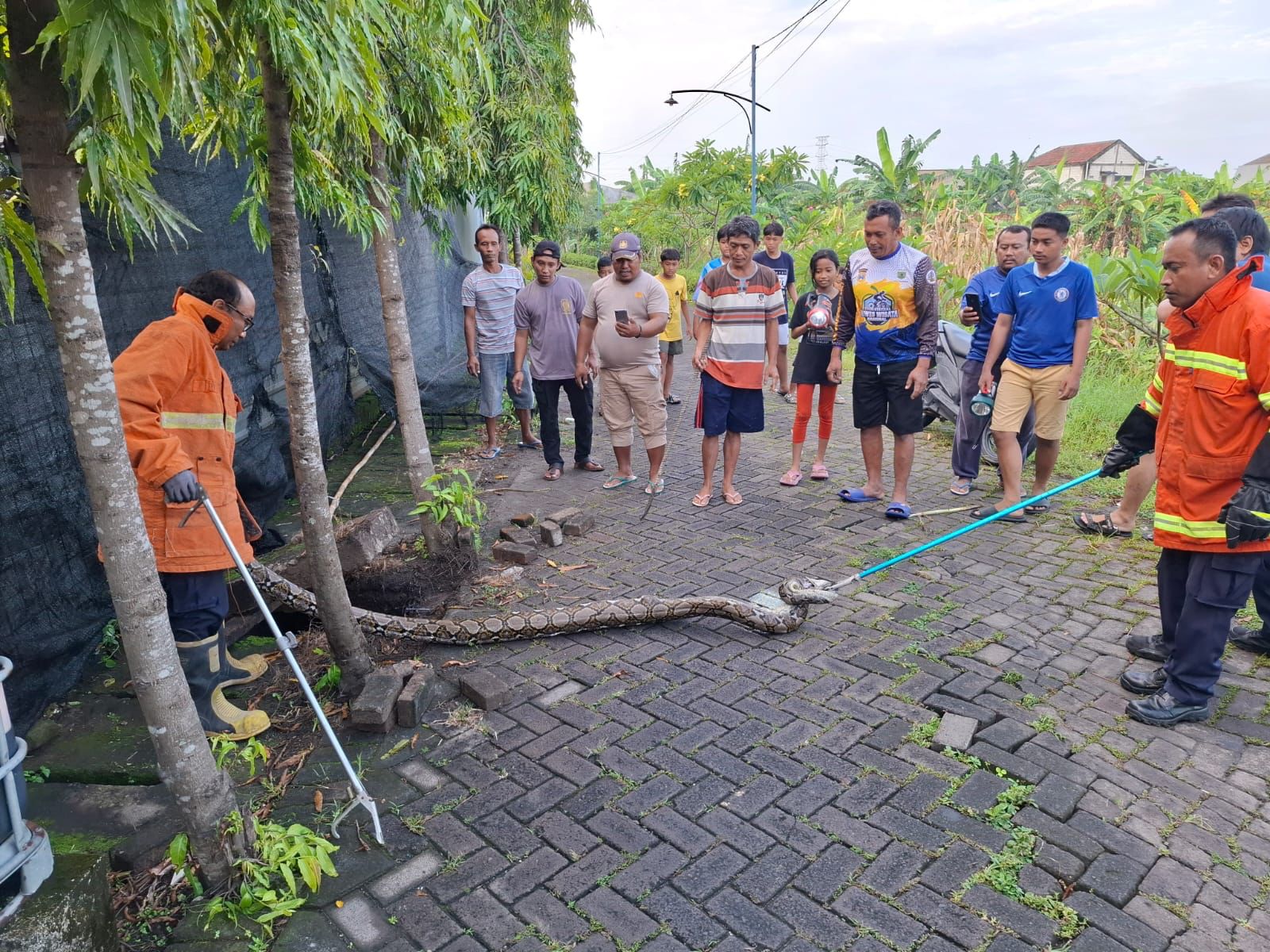 EVAKUASI: Petugas Damkarla Gresik saat mengevakuasi ular Piton yang masuk rumah warga di Kelurahan Singosari, Kecamatan Kebomas, Gresik.