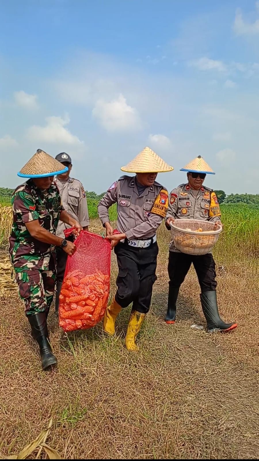 PANEN JAGUNG : Anggota Polsek Driyorejo bersama petani dan forkopimcam Driyorejo saat melakukan panen raya jagung di Desa Karangandong, Kecamatan Driyorejo, Gresik.