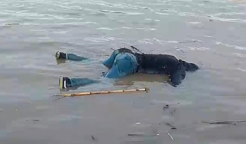 MENGAMBANG : Mayat seorang laki - laki dengan kondisi terlungkup mengambang di tambak lawean dekat muara Bengawan Solo, Desa Pangkah Wetan, Kecamatan Ujungpangkah, Gresik.