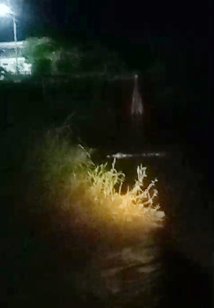 MUNCUL : Seekor buaya muncul di Sungai Bengawan Solo Gresik di Desa Bedanten, Kecamatan Bungah, Gresik.