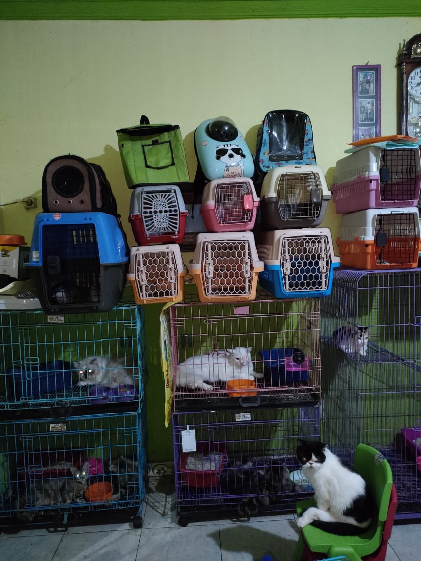 BERKAH LEBARAN: Potret jasa penitipan kucing milik Rahayu (44), yang setiap Hari Raya Idul Fitri selalu penuh.